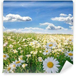 Wall Mural Springtime Field Of Daisy Flowers With Blue Sky And Clouds