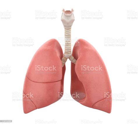 Human Lungs Anatomy Isolated Stock Photo Download Image Now Lung