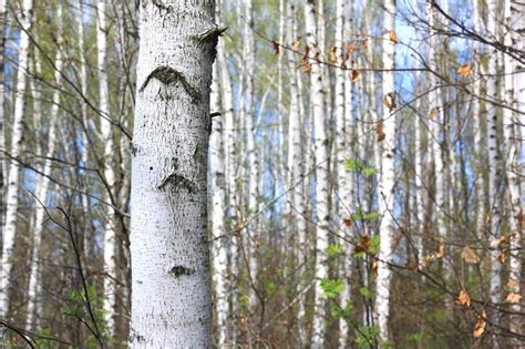 Beautiful White Birch Trees In Spring In Forest Stock