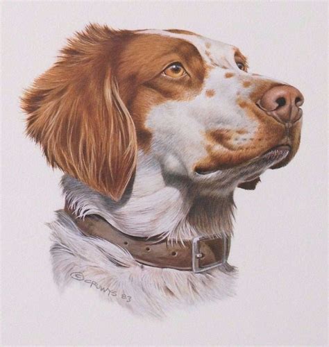 Collectible Brittany Spaniel Signed Art Print 1983 Roger Cruwys 95x12