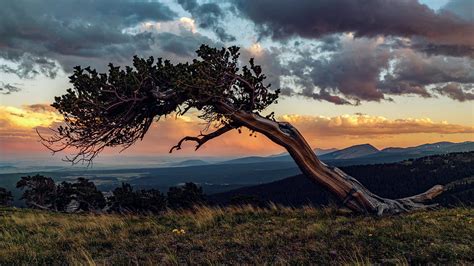 Little Bristlecone Pine At Sunset Photograph By David Soldano Pixels