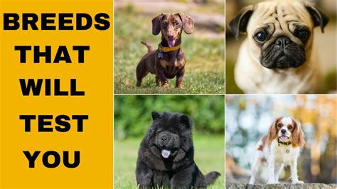 7 Dog Breeds That Will Test Your Love For Dogs Youtube