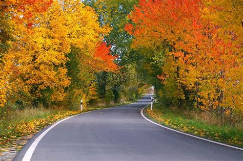 Autumn Autumn Boulevard Tree Departure Road Boulevard Leaves