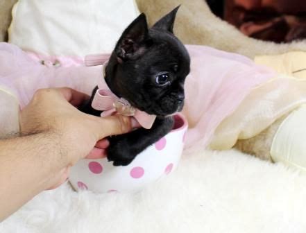 French bulldog puppy for sale near florida, fort lauderdale, usa. Miniature french bulldog puppies for sale! We ship, very ...