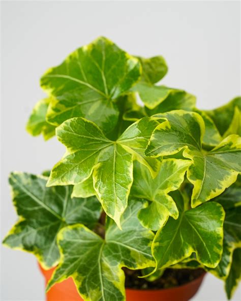 Hedera Helix Gold Child Ivy
