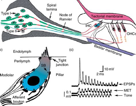 Auditory Afferent Synapses A Schematic Cross Section Through The