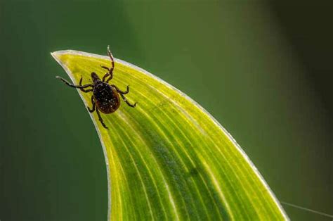 Doctor Finds Tick In Mans Eye After He Feels Persistent Irritation