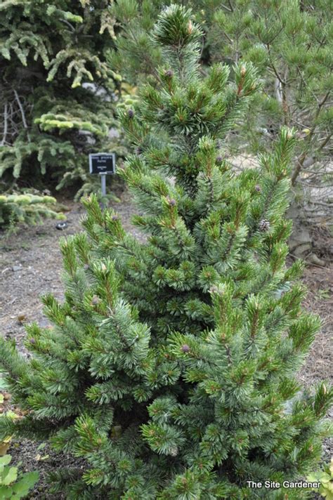 Pinus Aristata Sherwood Compact The Site Gardener