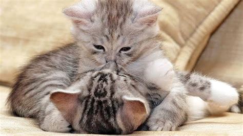 Cats Kissing Video Cats In Love Each Other Romantic Cats Love Youtube