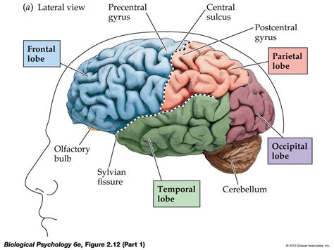 Frontal Cortex — Whats The Best Way To Remember All The Different