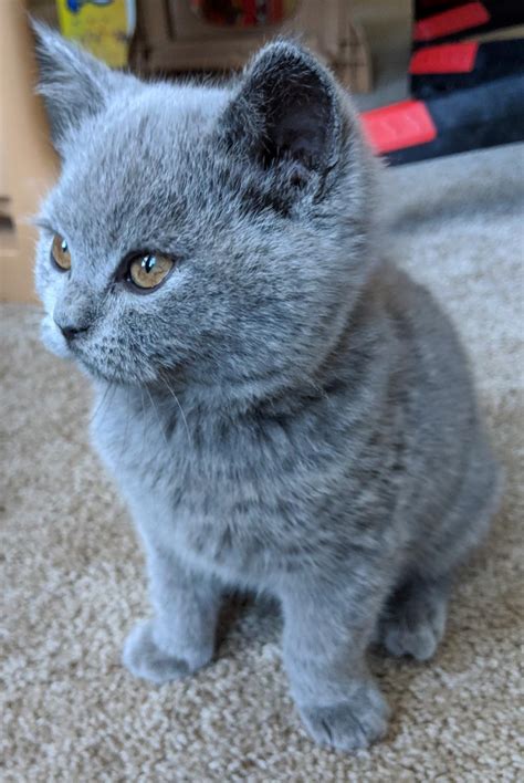 British Shorthair Blue Female Kitten 8 Weeks British Shorthair Cats