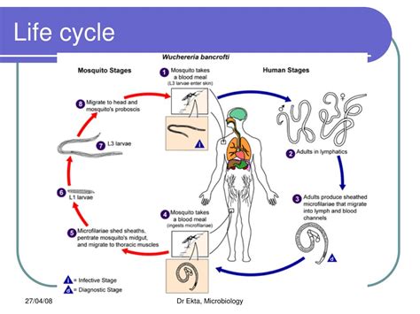 Nematodirus Life Cycle