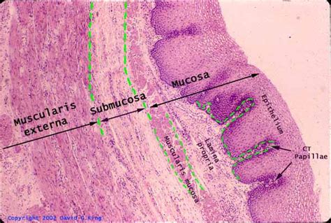 Normal Esophagus Histology