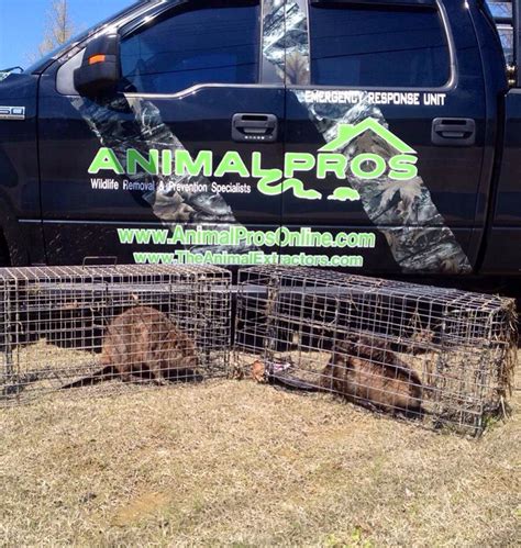 If you are a property owner who is having troubles with beavers on your property, you can usually get a permit to get rid of the pest. Sarasota Beaver Control, Trapping, And Removal of Beaver