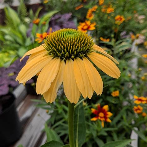 Mellow Yellows Coneflower Plant Addicts