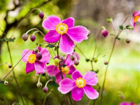 Fall Blooming Plants Will Turn Your Yard Into An Oasis Of Color Dengarden