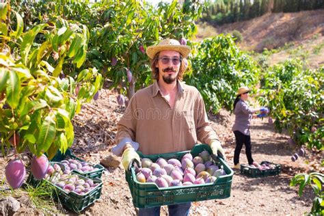 Positive Adult European Farmer Picking Carefully Mango On Plantation