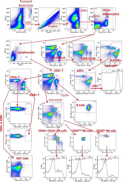 Flow Cytometry Gating Strategy For Pbmc Subsets Flow Data Download