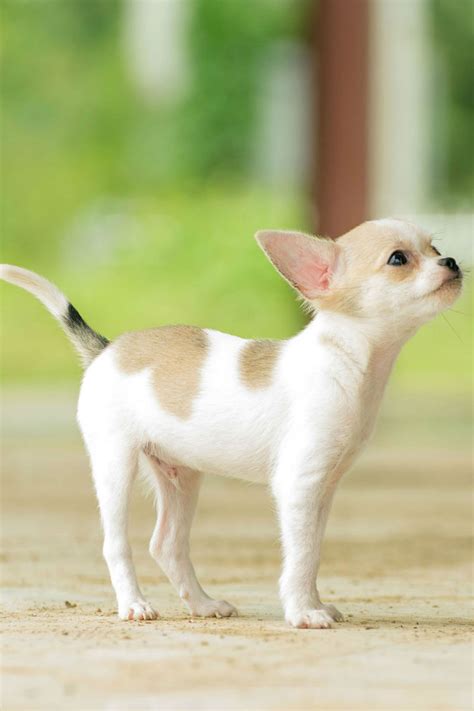 35 Mini Teacup Chihuahua Puppies Image Bleumoonproductions