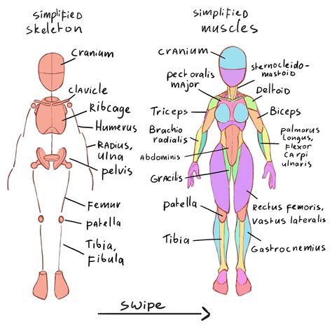 Dessin anatomie Comment réaliser des dessins de lanatomie humaine