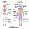 Learning drawing principles | Human anatomy drawing, Anatomy tutorial ...