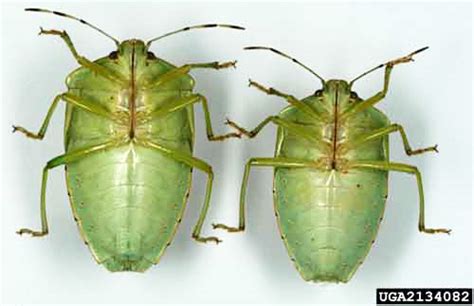 Green Stink Bug Chinavia Halaris Say
