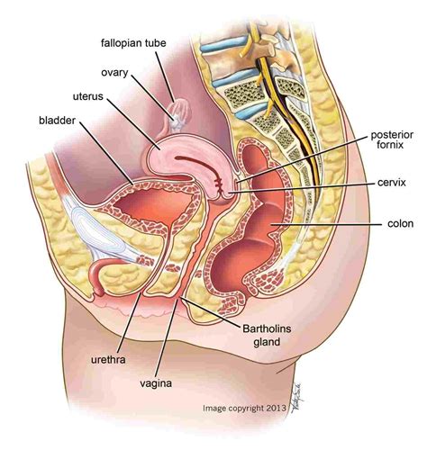 Diagram Of Abdominal Organs