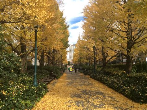 浜町公園の銀杏 携帯ぶらぶら 東京散歩tokyoblog