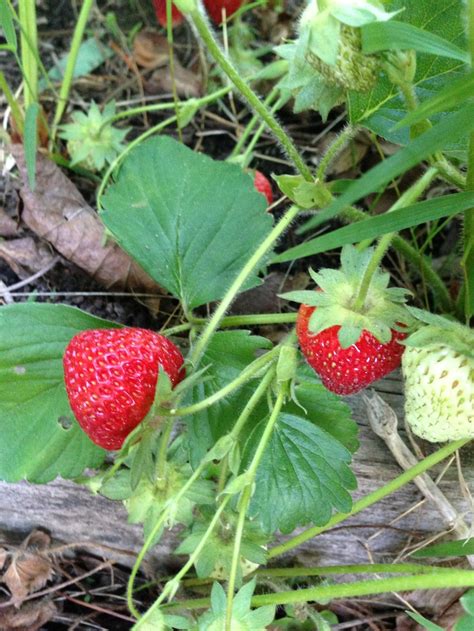 Bumper Crop Of Strawberries This Year Bumper Crops Garden Images Strawberry