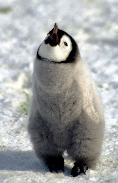 They also have a romantic side. Emperor Penguin Chick - Animal Facts and Information
