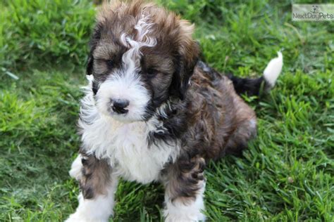 If you are looking into buying a crate, here are some measurements that might come handy. Bernese Mountain Dog puppy for sale near Winchester, Virginia. | 22fb9643-11f1