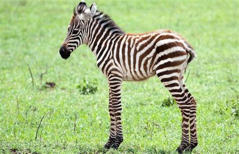 17 Things You Didnt Know About Zebras Mnn Mother