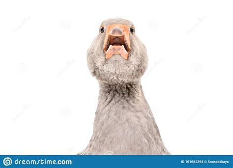 Portrait Of A Funny Adorable Goose Stock Photo Image Of Farming Cute