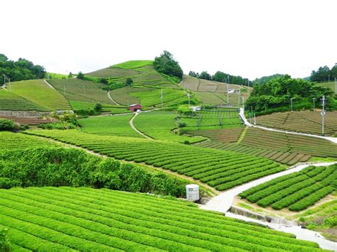 Kyoto Travel Wazuka Tea Plantation Wow U Japan