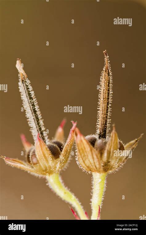 Cut Leaved Cranesbill Geranium Dissectum Stock Photo Alamy