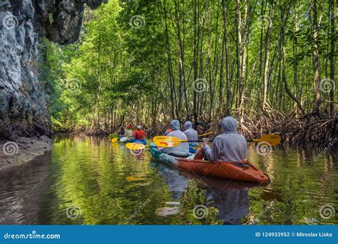 Grupo De Turistas Kayaking En La Selva Del Mangle Fotografía Editorial