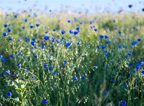 Background Of Blooming Blue Flax Stock Image Colourbox