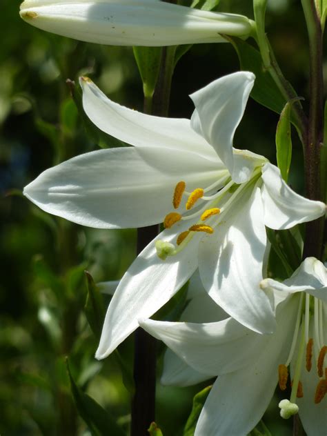 Filelilium Candidum Madonna Lily Liliaceae Flower Wikimedia