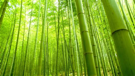 47 Bamboo Forest Japan Computer Wallpaper