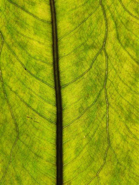 Macro Photography Of Green Leaf · Free Stock Photo