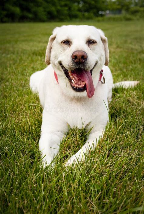 Happy Labrador Retriever Puppy Dog Wearing Devil Horns For Halloween