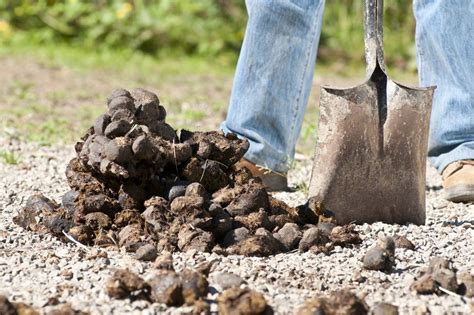Nine Fascinating Facts About Horse Manure