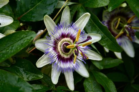 File Blue Passion Flower Passiflora Caerulea  Wikimedia Commons