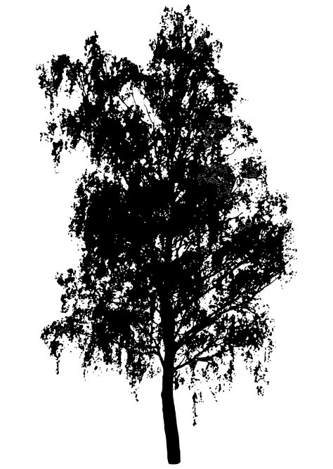 Tree Silhouette Clip Art Transparent