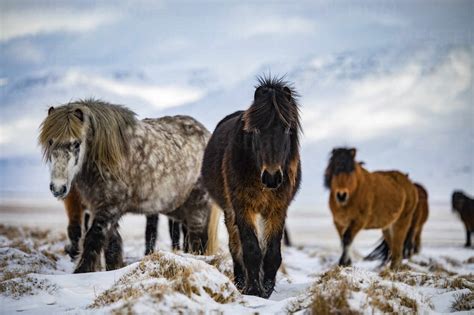 Herd Of Icelandic Horses Pasturing In Snowy Meadow In Highlands Of