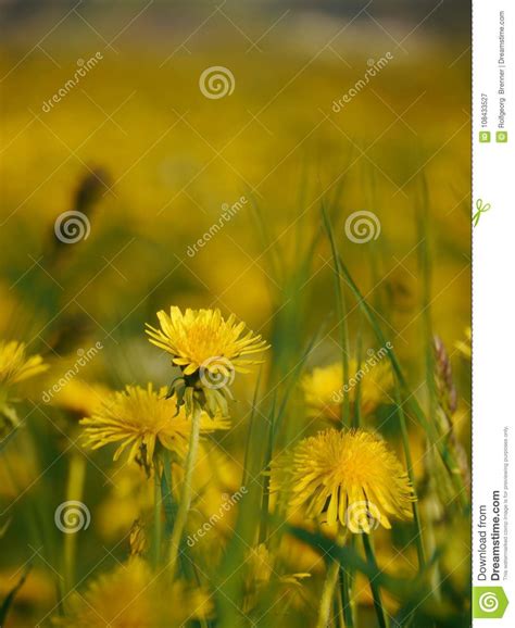 Green Meadow Dandelions Stock Image Image Of Meadow 108433527