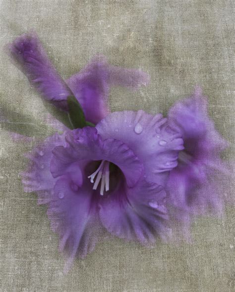 Frilly Purple Photograph By Judy Hall Folde Fine Art America