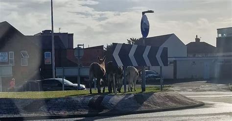 Donkey Chaos In Bispham As Four Legged Friends Take Over Roundabout