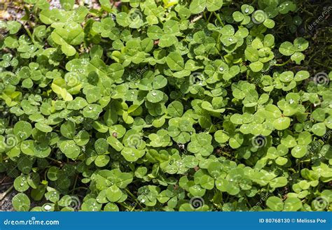 Wet Clover Stock Photo Image Of Fresh Condensation