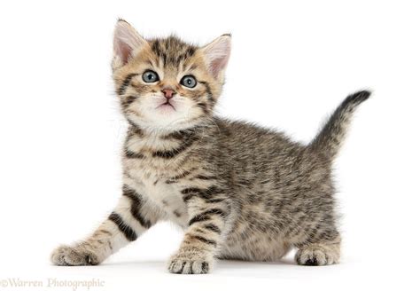 Cute Tabby Kitten 6 Weeks Old Photo Wp44313